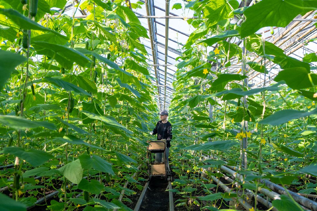 Экономика, Аграрное, сельское хозяйство, Дрезна, Орехово-Зуевский округ, огурцы, продовольствие