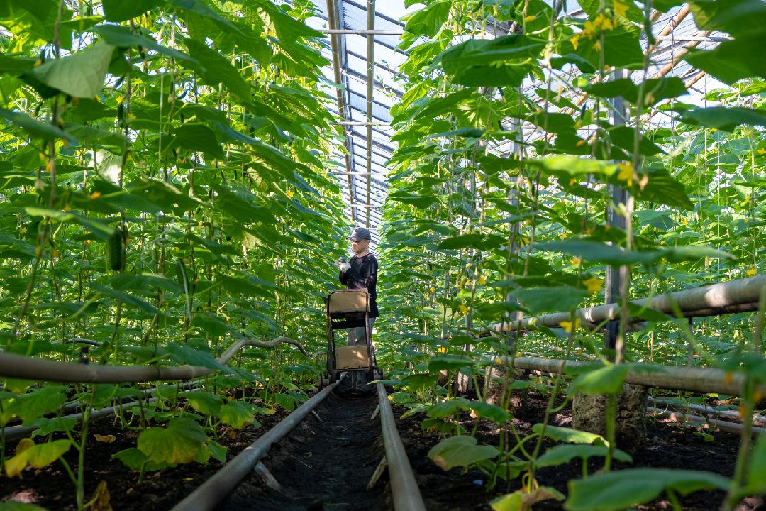 Экономика, Аграрное, сельское хозяйство, Дрезна, Орехово-Зуевский округ, огурцы, продовольствие