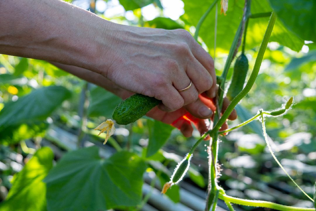 Экономика, Аграрное, сельское хозяйство, Дрезна, Орехово-Зуевский округ, огурцы, продовольствие