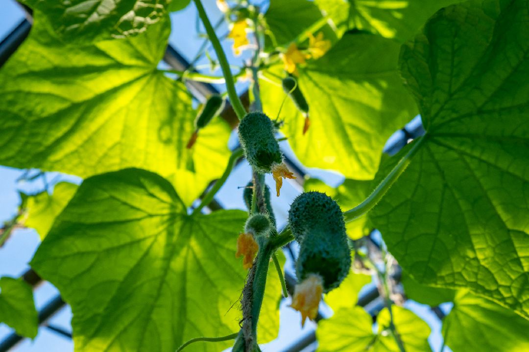 Экономика, Аграрное, сельское хозяйство, Дрезна, Орехово-Зуевский округ, огурцы, продовольствие