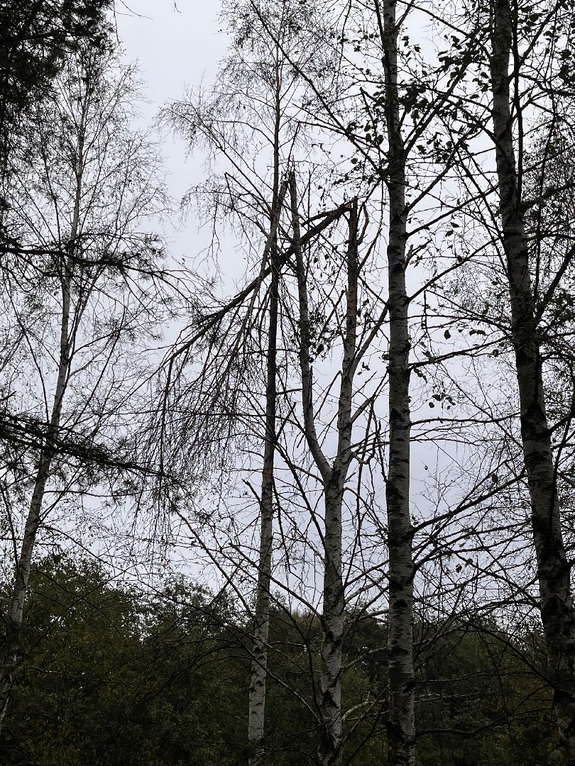 руза, рузский городской округ, происшествие, чп, бпла, беспилотник, подмосковье,