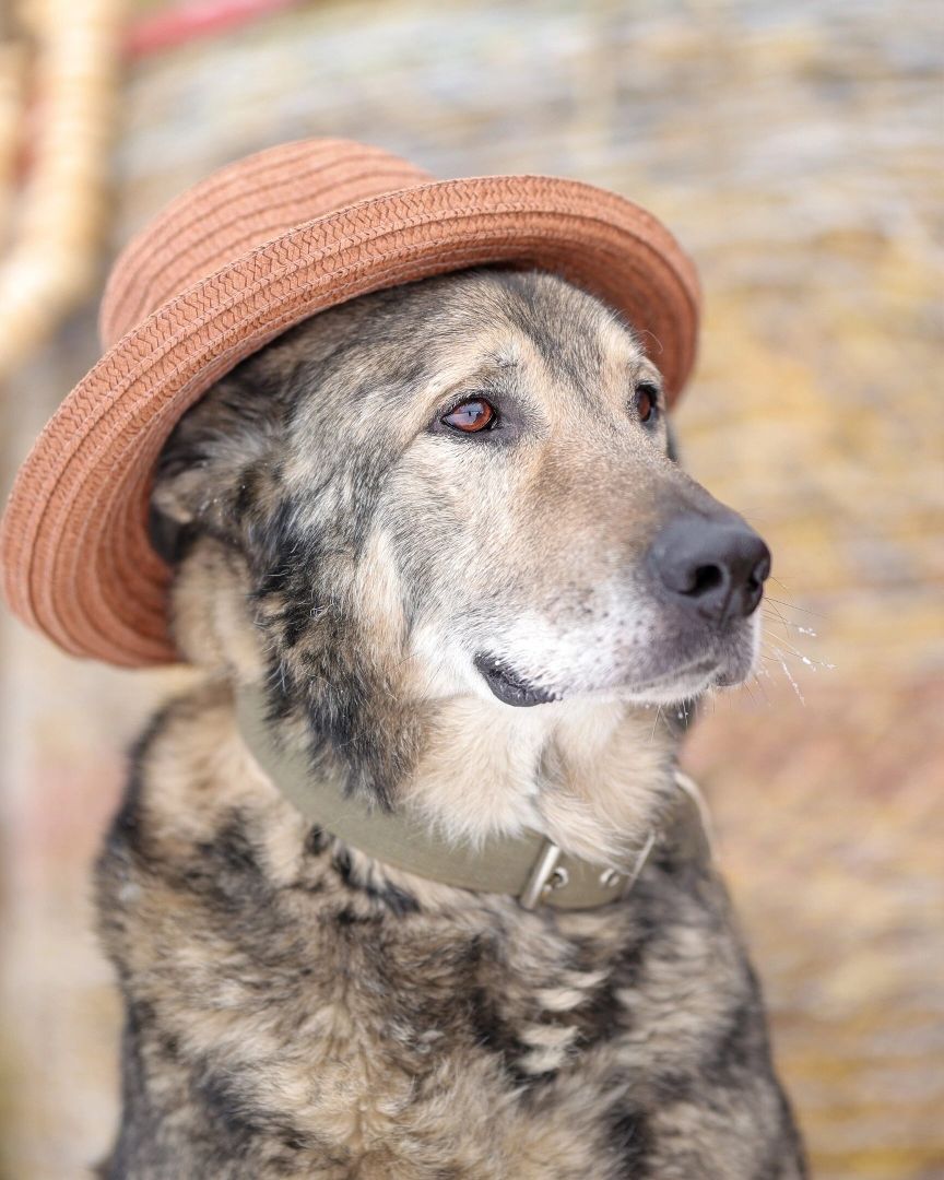 Собаки, волонтёры, животные, Старая Купавна, Богородский городской округ