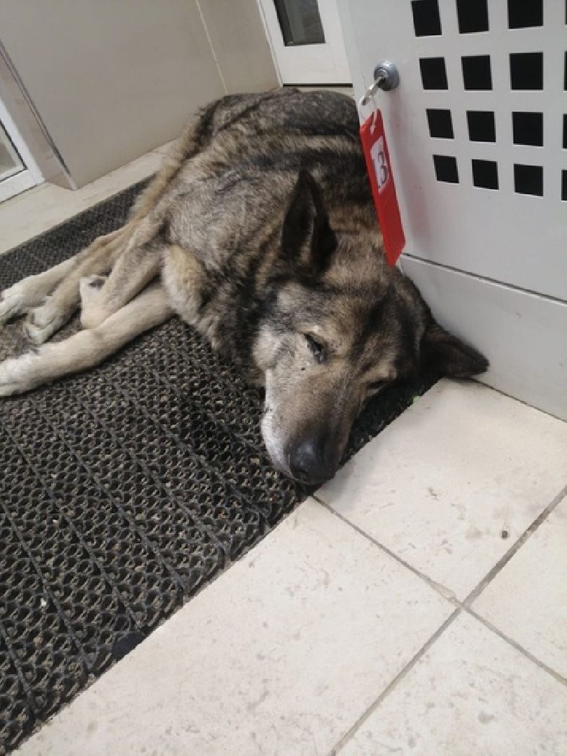 Собаки, волонтёры, животные, Старая Купавна, Богородский городской округ