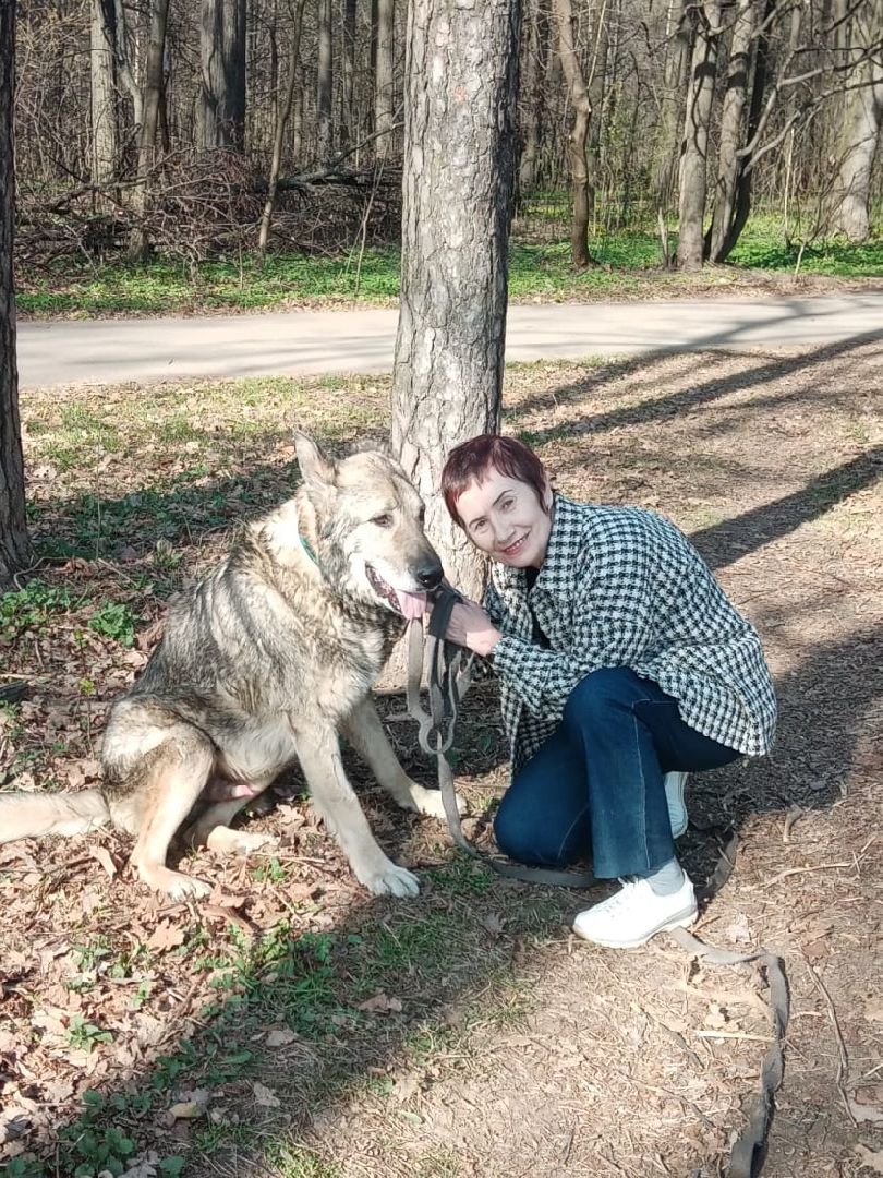 Собаки, волонтёры, животные, Старая Купавна, Богородский городской округ