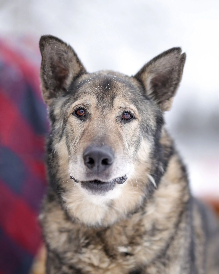 Собаки, волонтёры, животные, Старая Купавна, Богородский городской округ