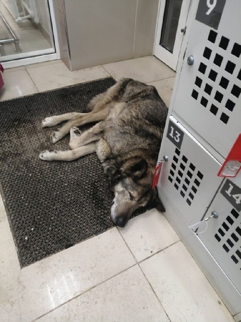 Собаки, волонтёры, животные, Старая Купавна, Богородский городской округ