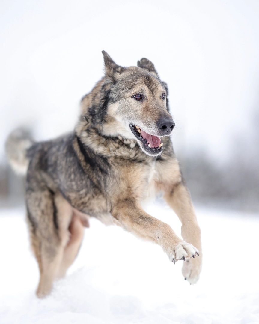 Собаки, волонтёры, животные, Старая Купавна, Богородский городской округ
