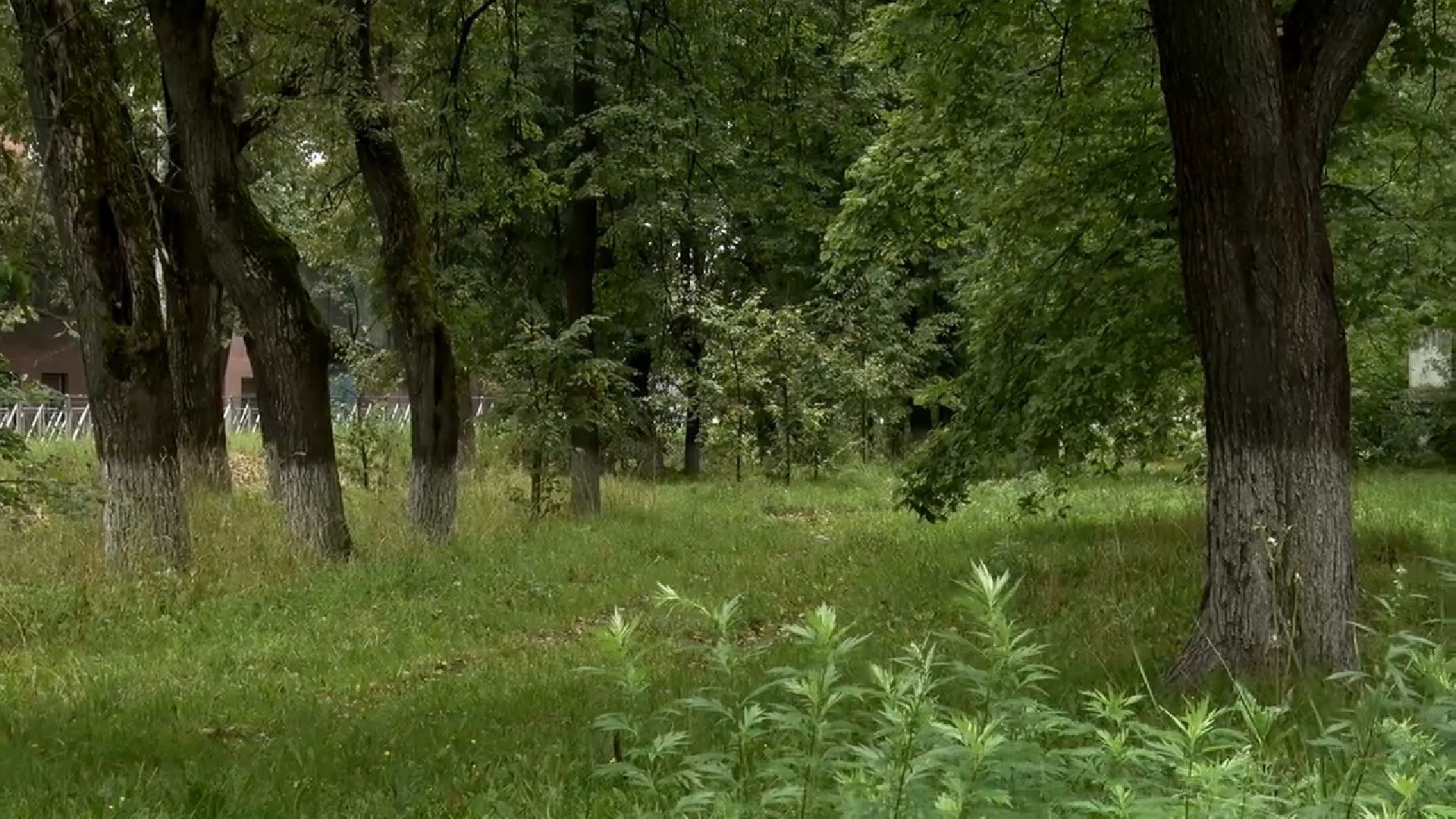 Клин, общество, память, история