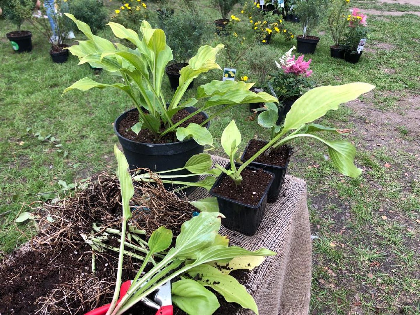 растения, пушкино, жители, мастер-класс,