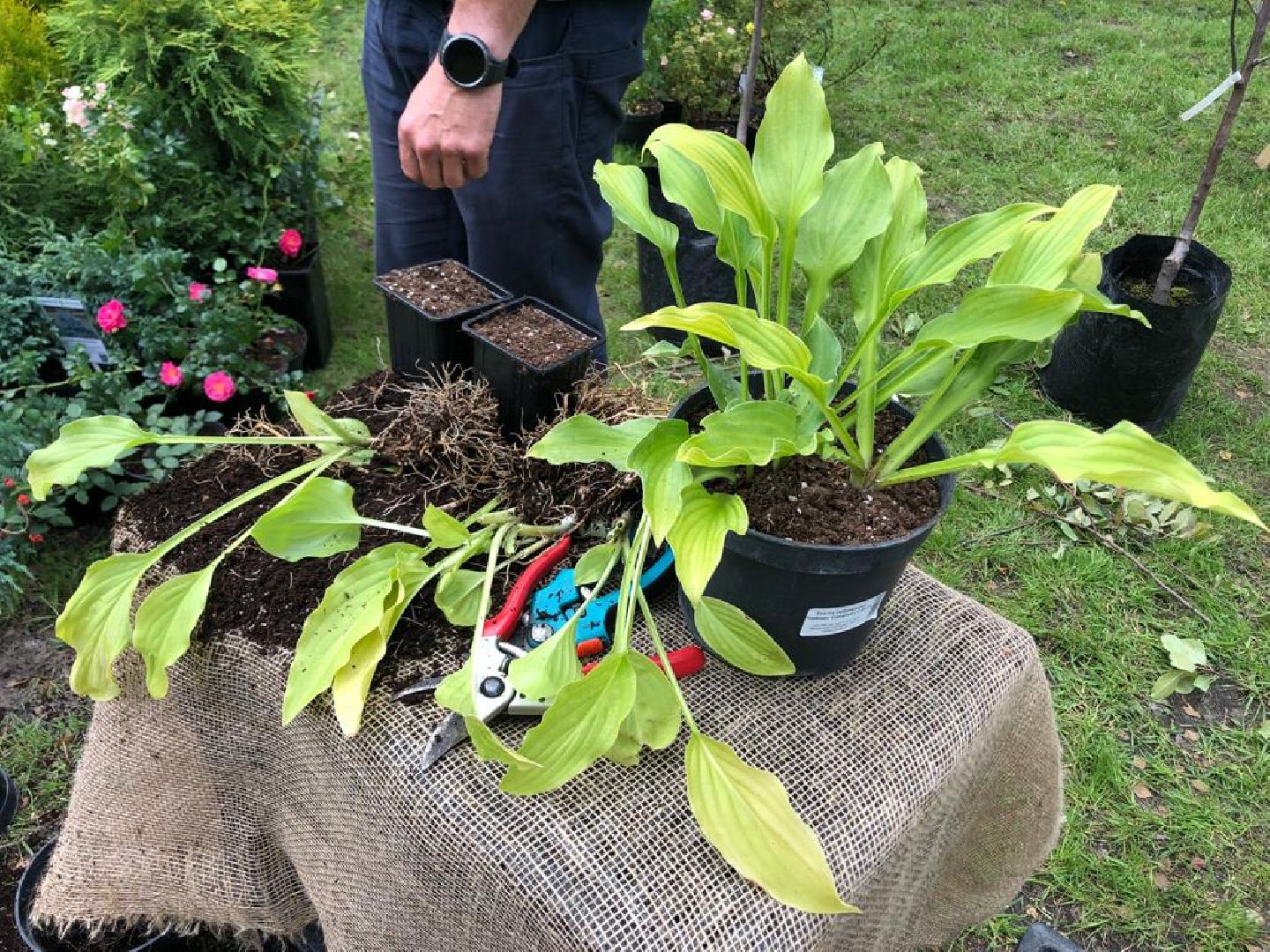 растения, пушкино, жители, мастер-класс,