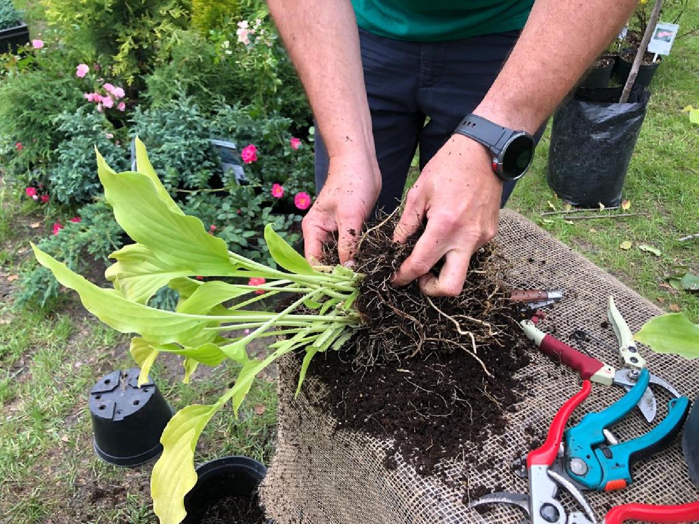 растения, пушкино, жители, мастер-класс,