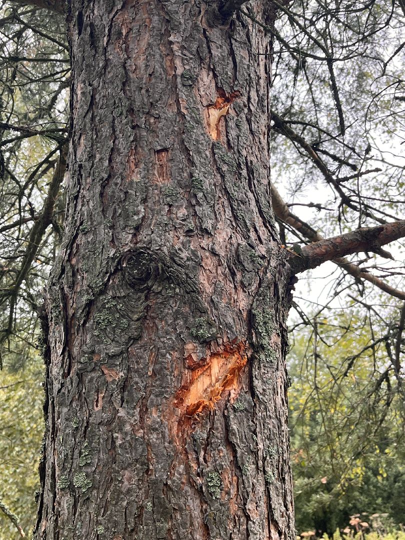 руза, рузский городской округ, чп, происшествие, московская область, подмосковье, бпла, беспилотник,