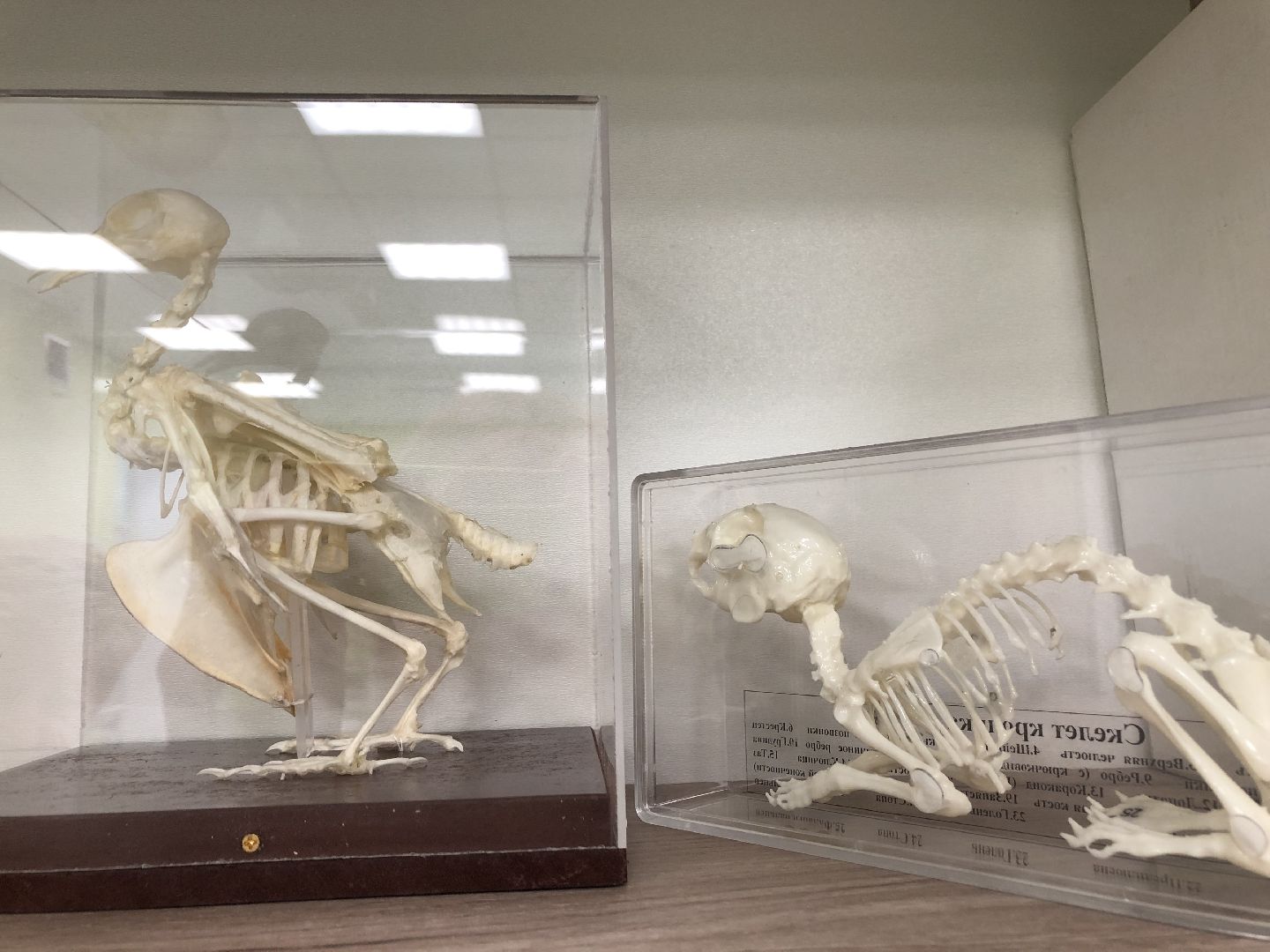 коломна, образование, школа 21