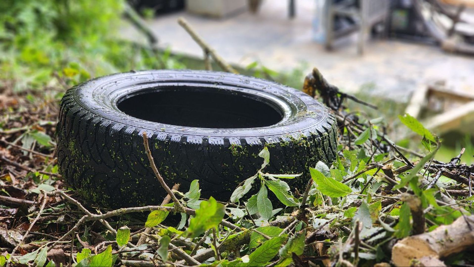 Дмитров, Пруд в Базарово, Минблаго