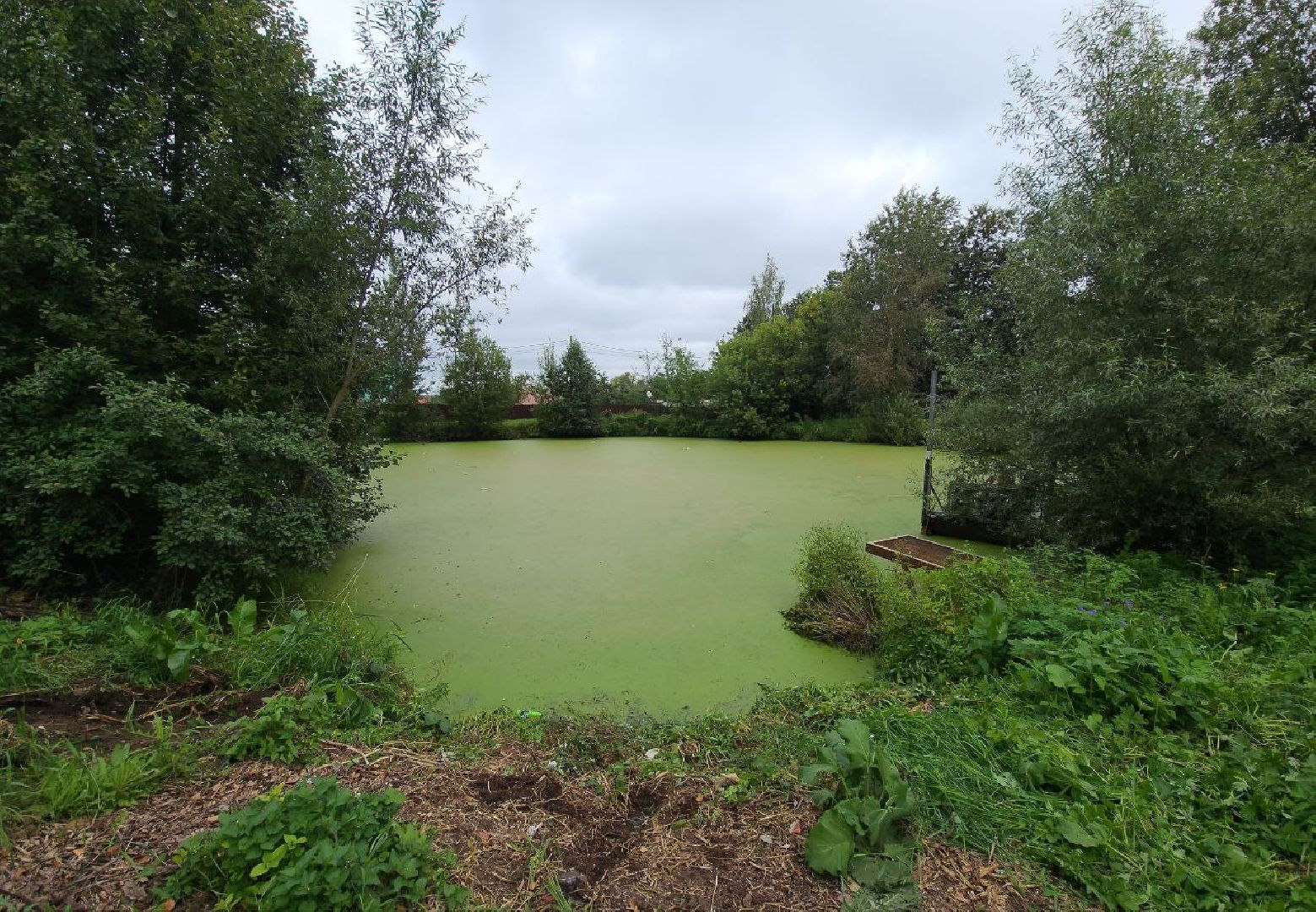 Дмитров, Пруд в Базарово, Минблаго