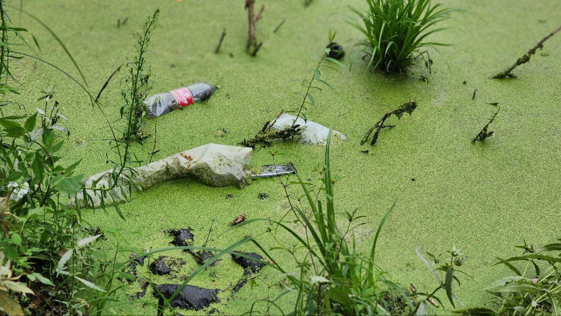 Дмитров, Пруд в Базарово, Минблаго