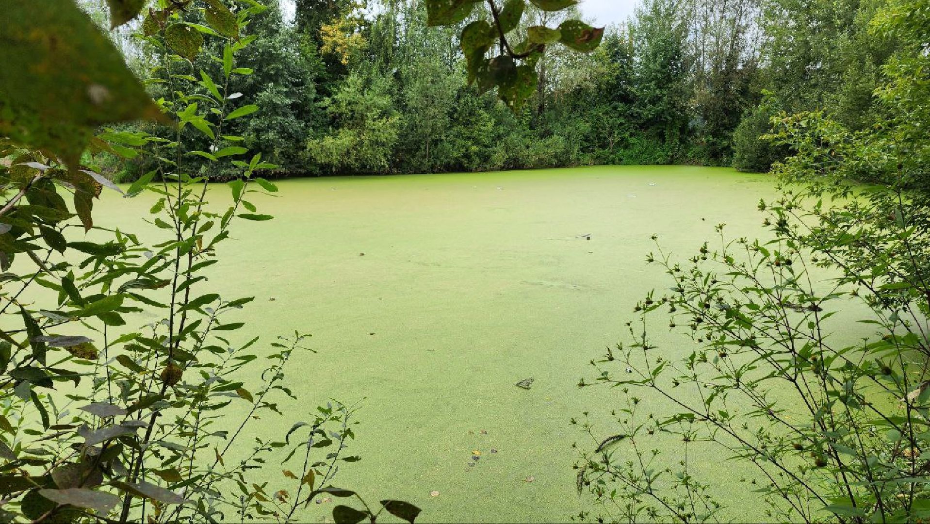 Дмитров, Пруд в Базарово, Минблаго