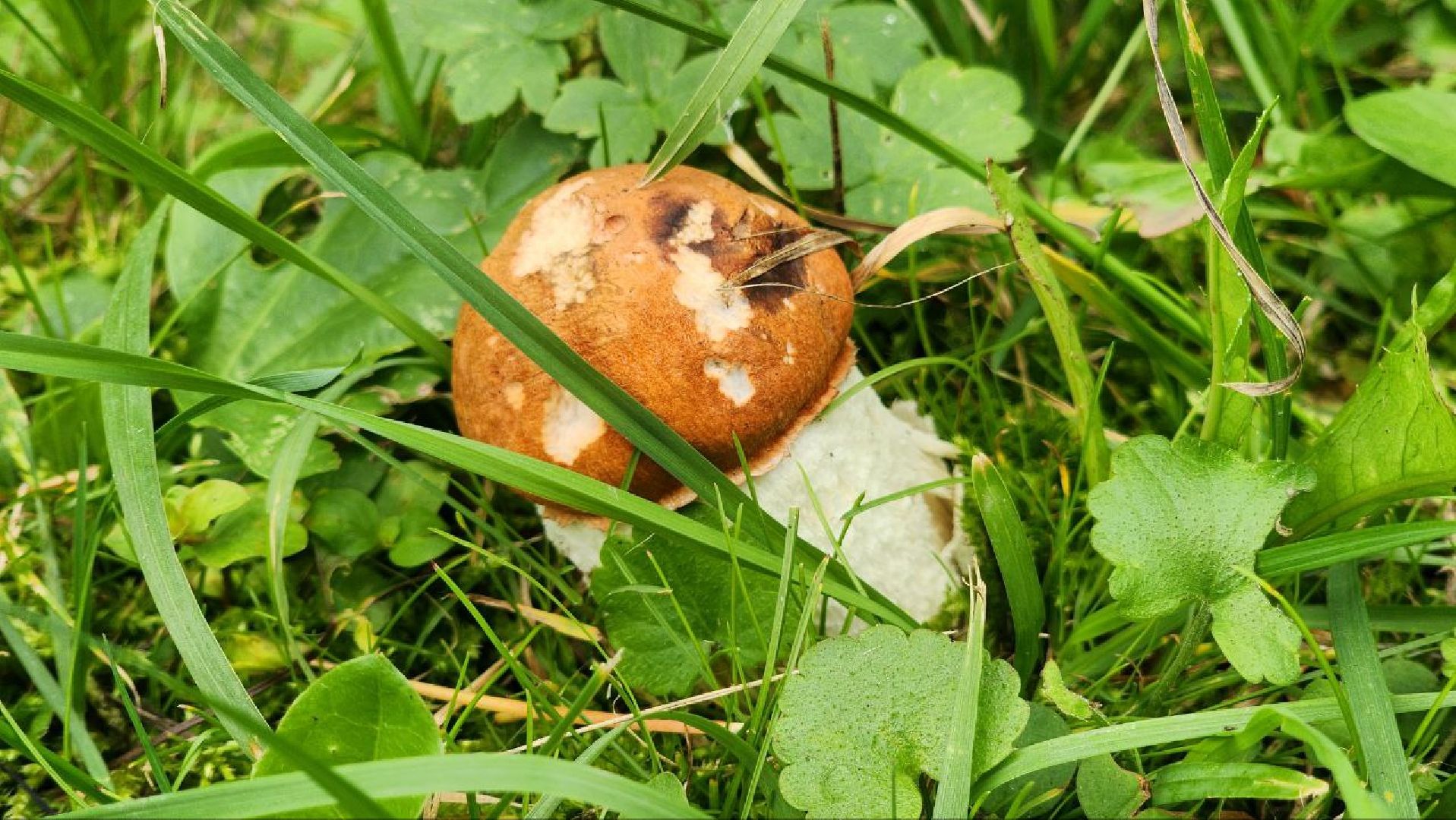 Дмитров, Пруд в Базарово, Минблаго