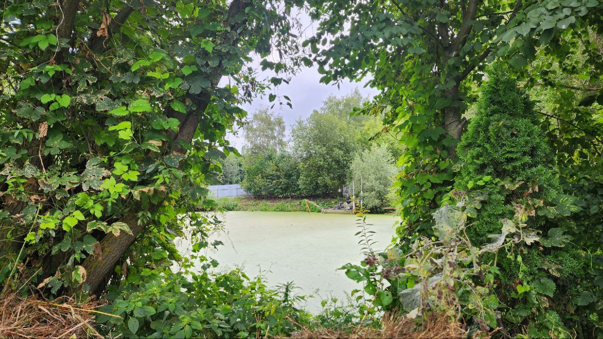 Дмитров, Пруд в Базарово, Минблаго