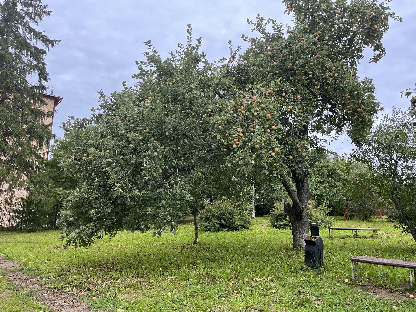 Шаховская, яблоневый сад, парк, история, краевед