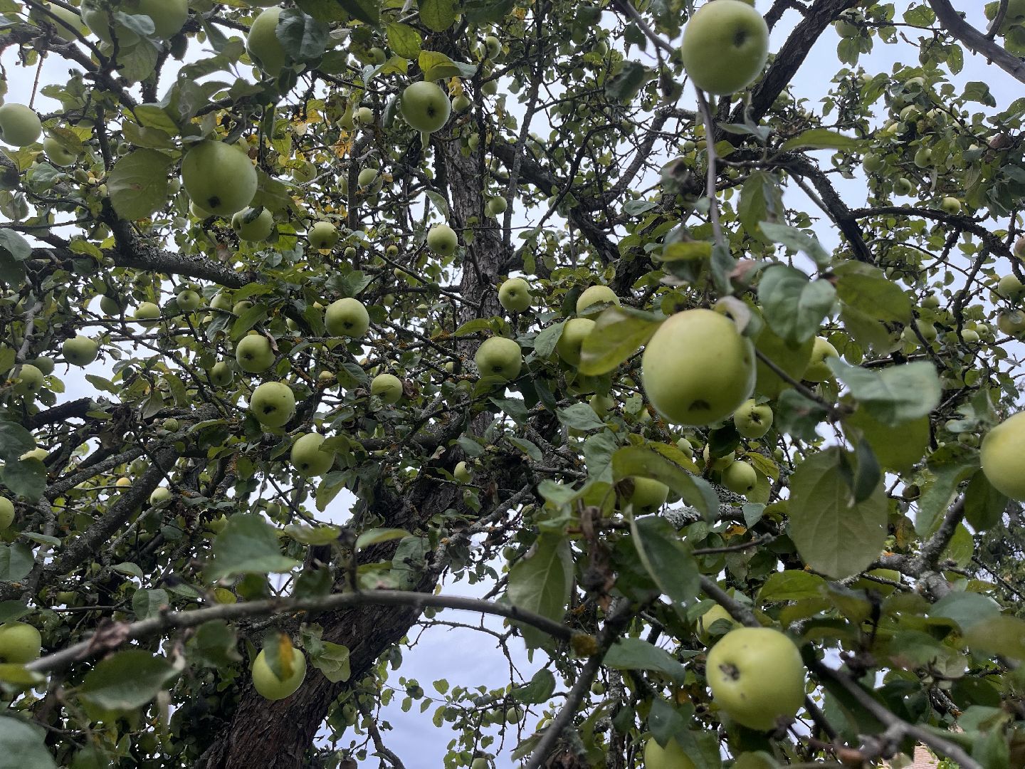 Шаховская, яблоневый сад, парк, история, краевед