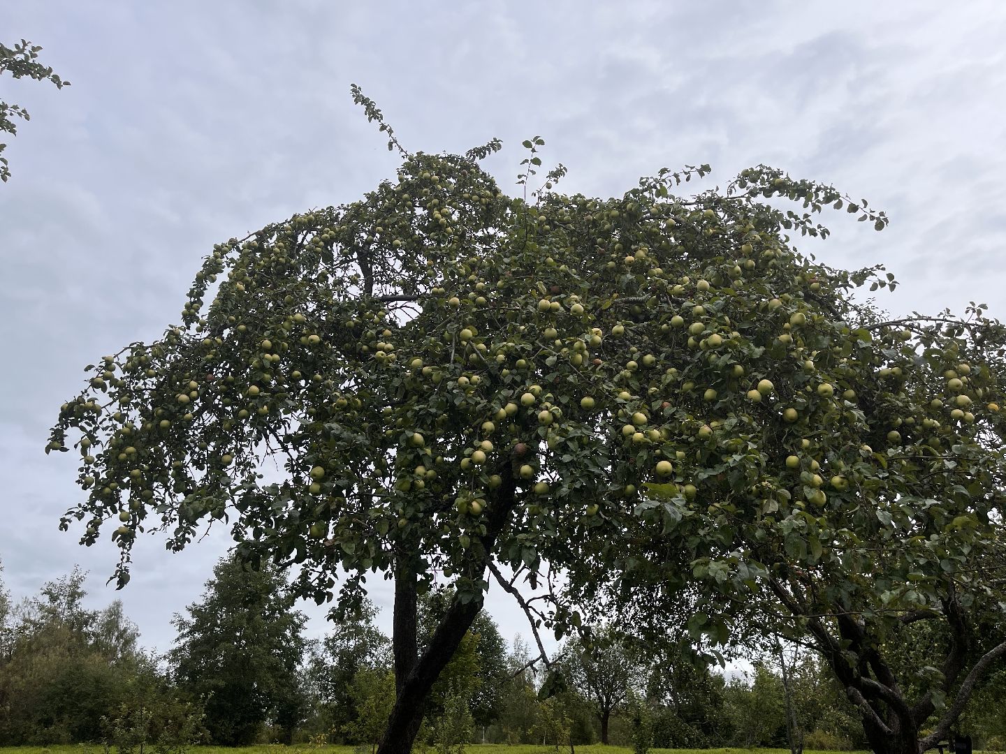 Шаховская, яблоневый сад, парк, история, краевед