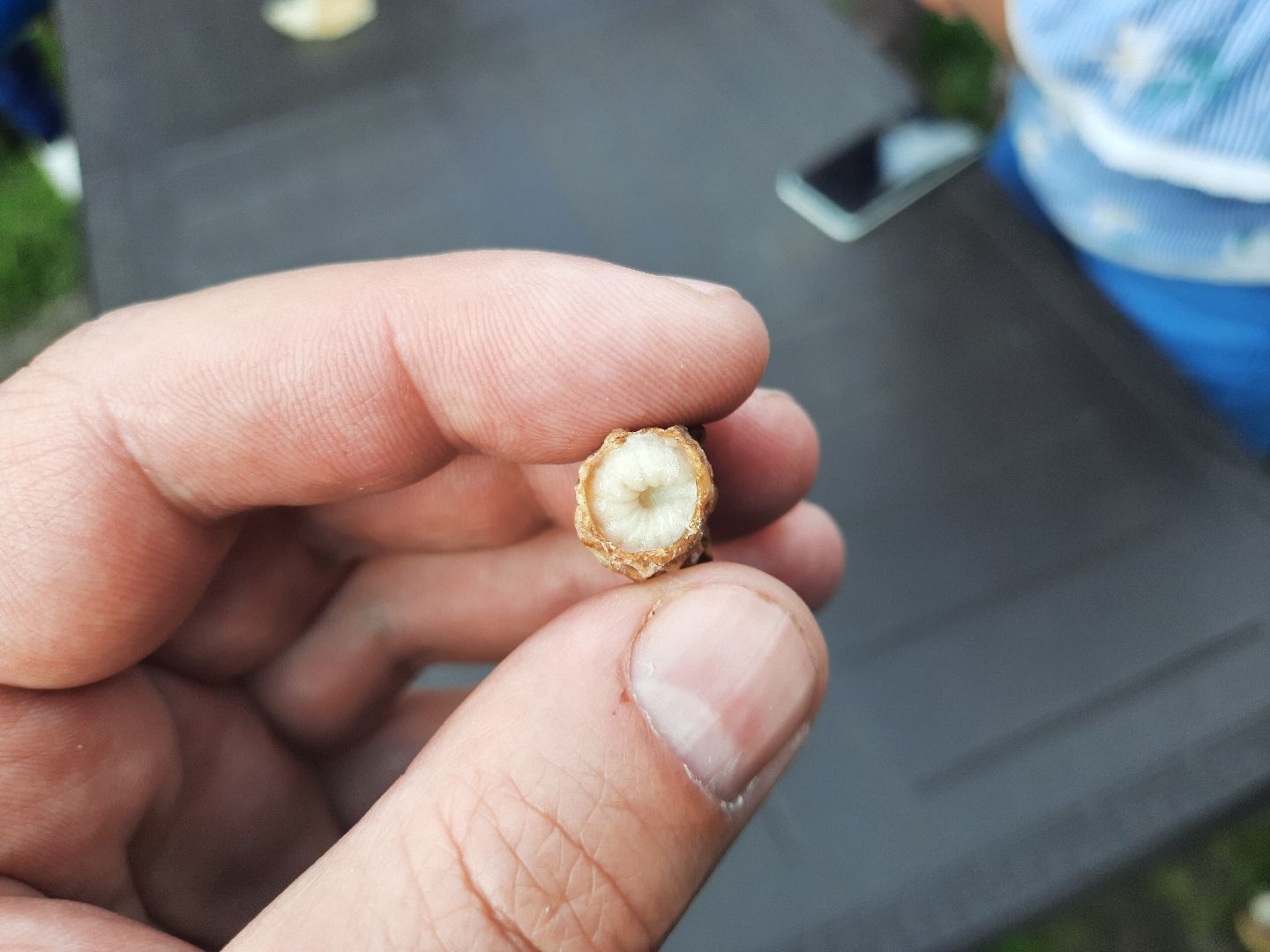 Шатура, активное долголетие, мёд, пасека, экскурсия