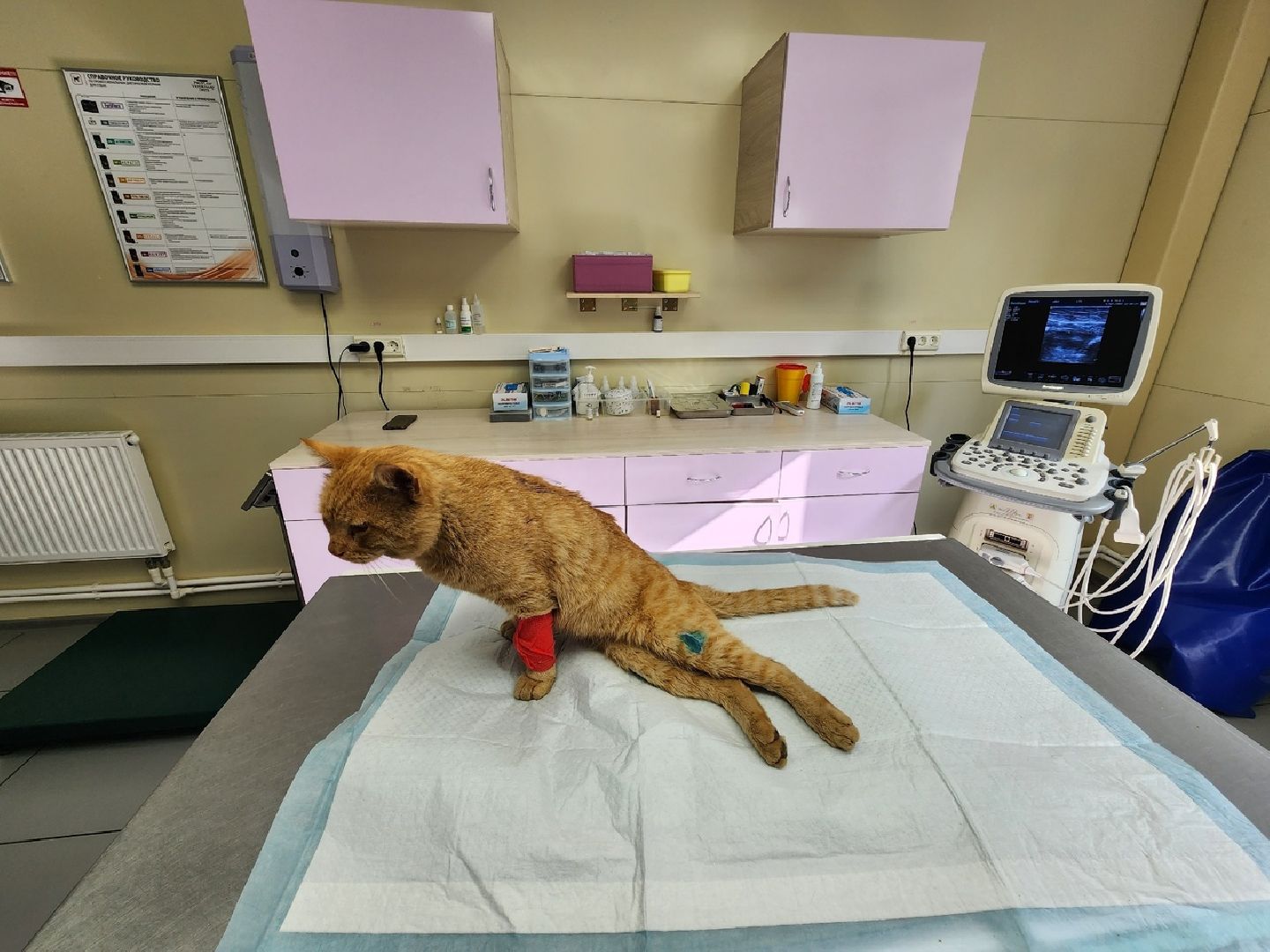 Солнечногорск, ветеринария, животные, спасение, ранение