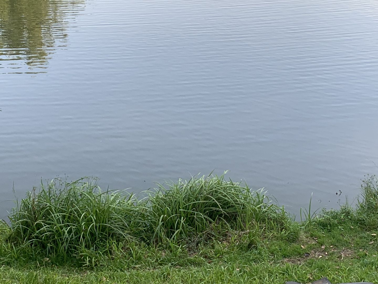 Пруд, парк, лето в подмосковье, благоуйстройство,