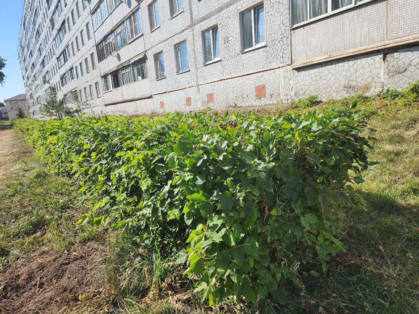 Павловский Посад, городской округ павловский Посад, люди, благоустройство, тротуар, кусты, уборка