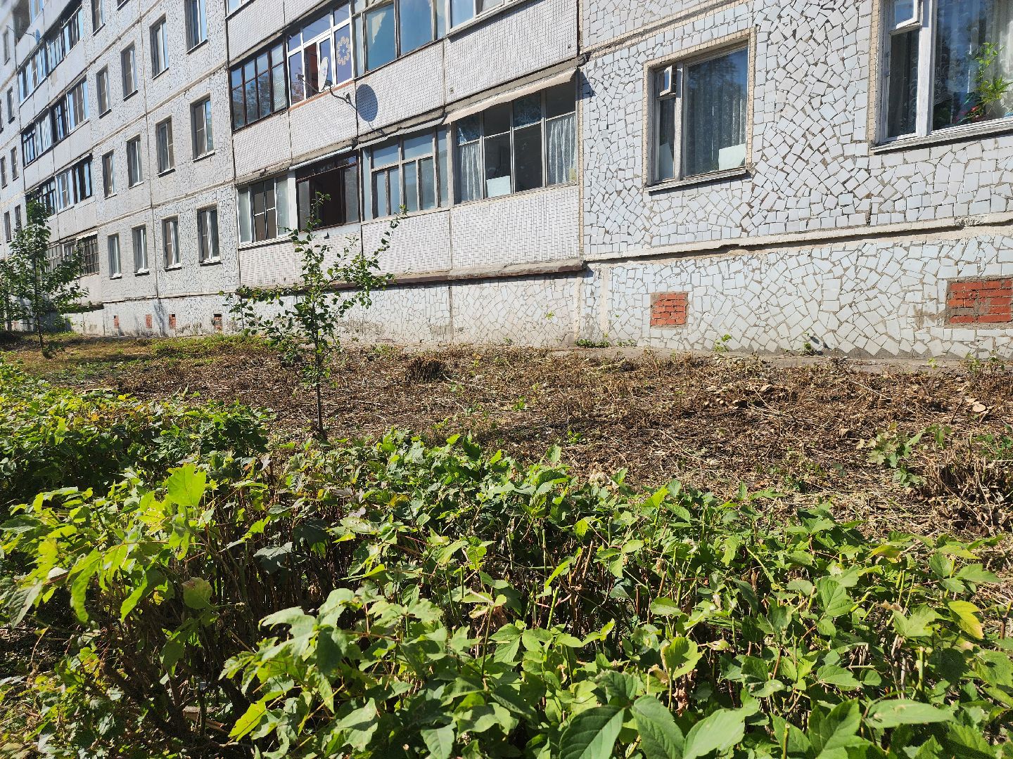 Павловский Посад, городской округ павловский Посад, люди, благоустройство, тротуар, кусты, уборка