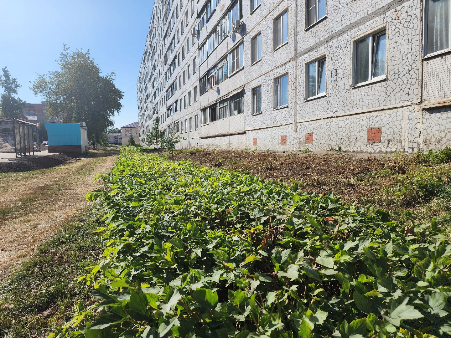 Павловский Посад, городской округ павловский Посад, люди, благоустройство, тротуар, кусты, уборка