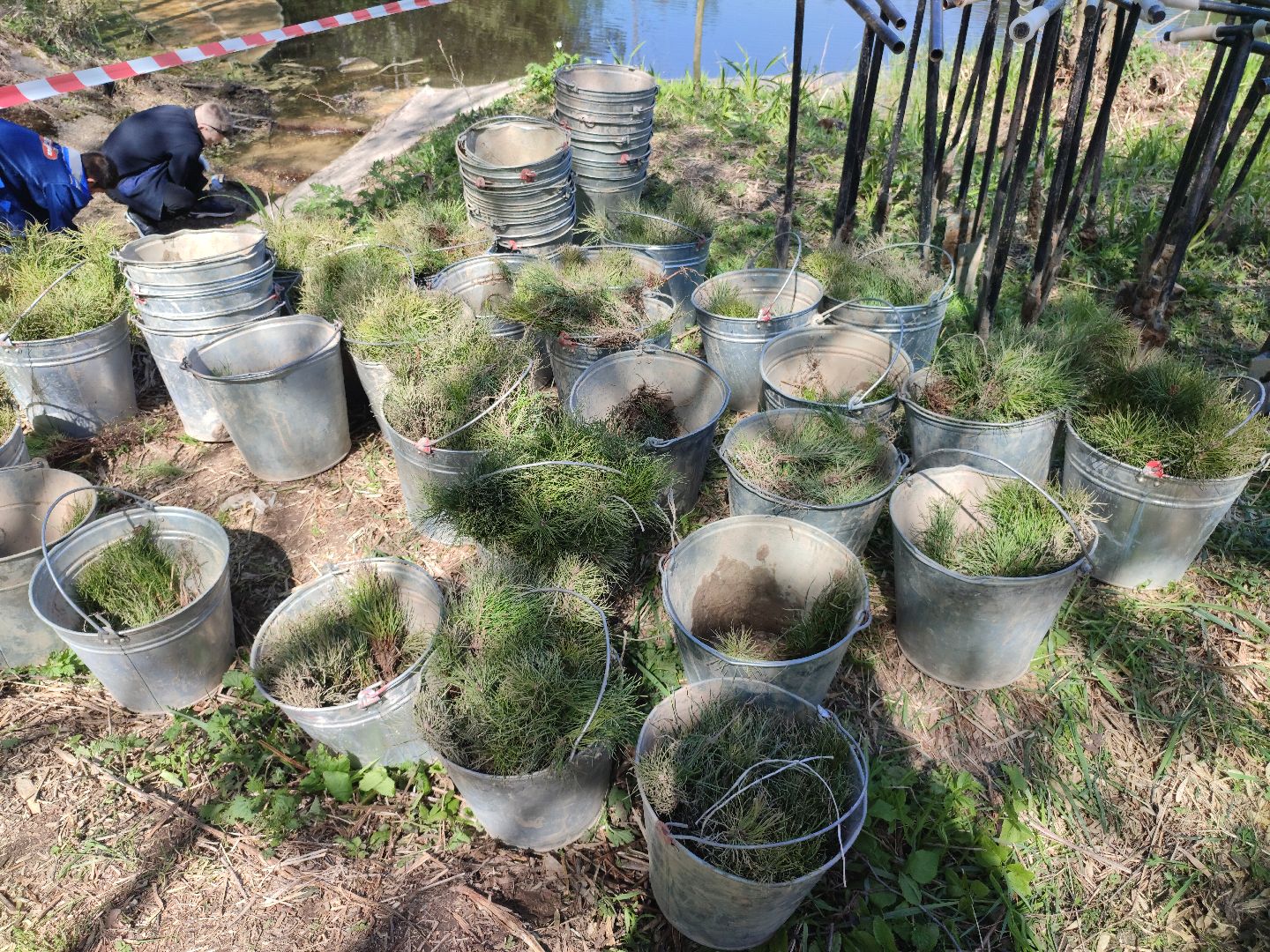 Егорьевск, наш лес, акция, посади дерево