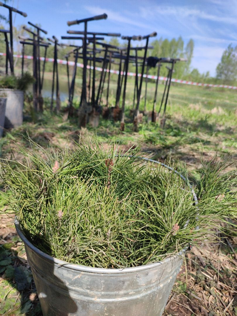 Егорьевск, наш лес, акция, посади дерево