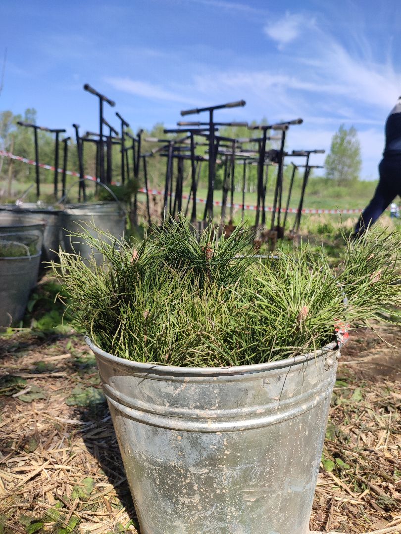 Егорьевск, наш лес, акция, посади дерево