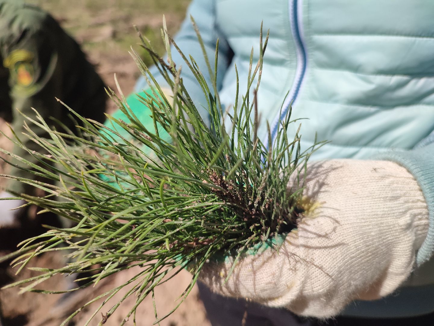Егорьевск, наш лес, акция, посади дерево