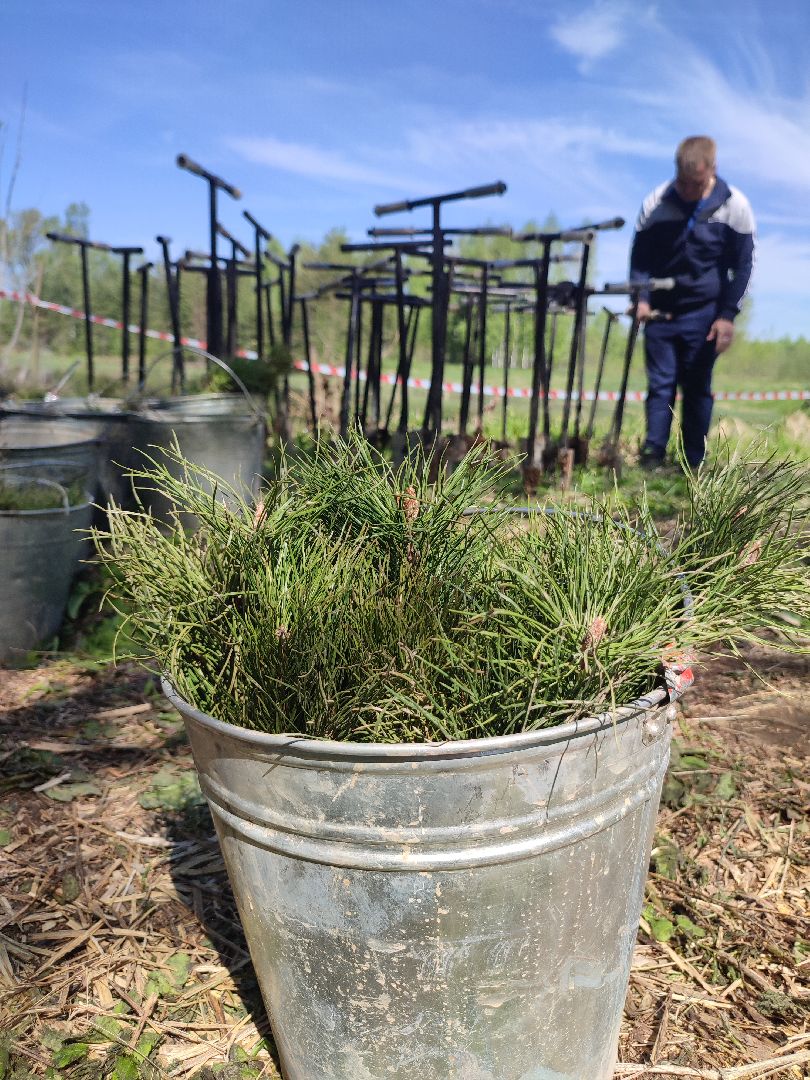 Егорьевск, наш лес, акция, посади дерево
