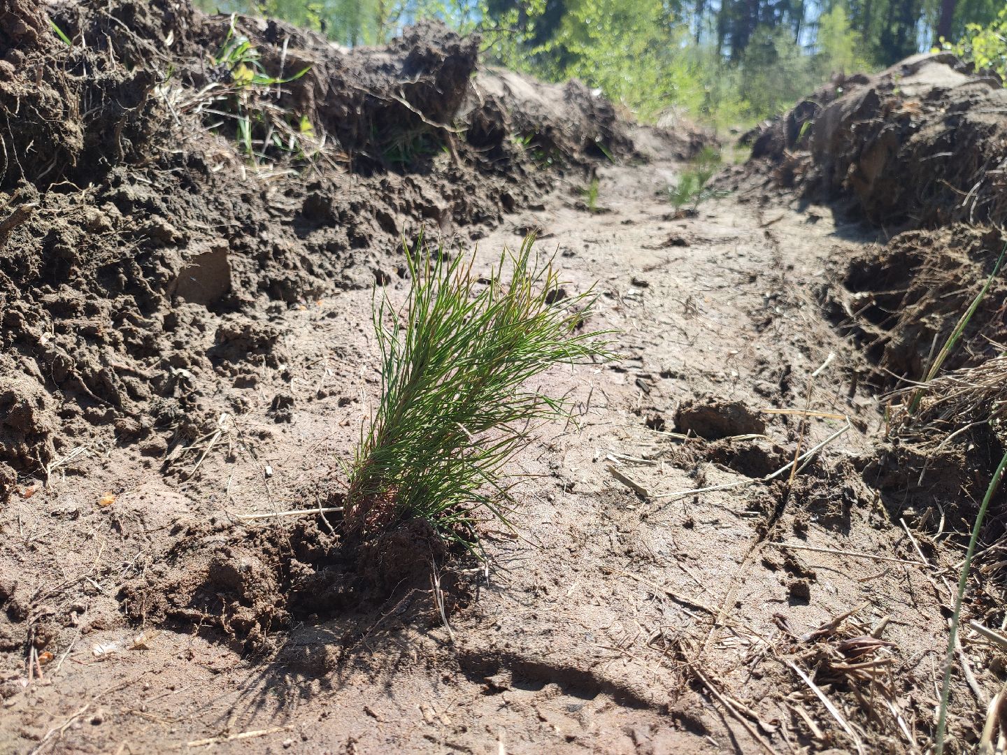 Егорьевск, наш лес, акция, посади дерево