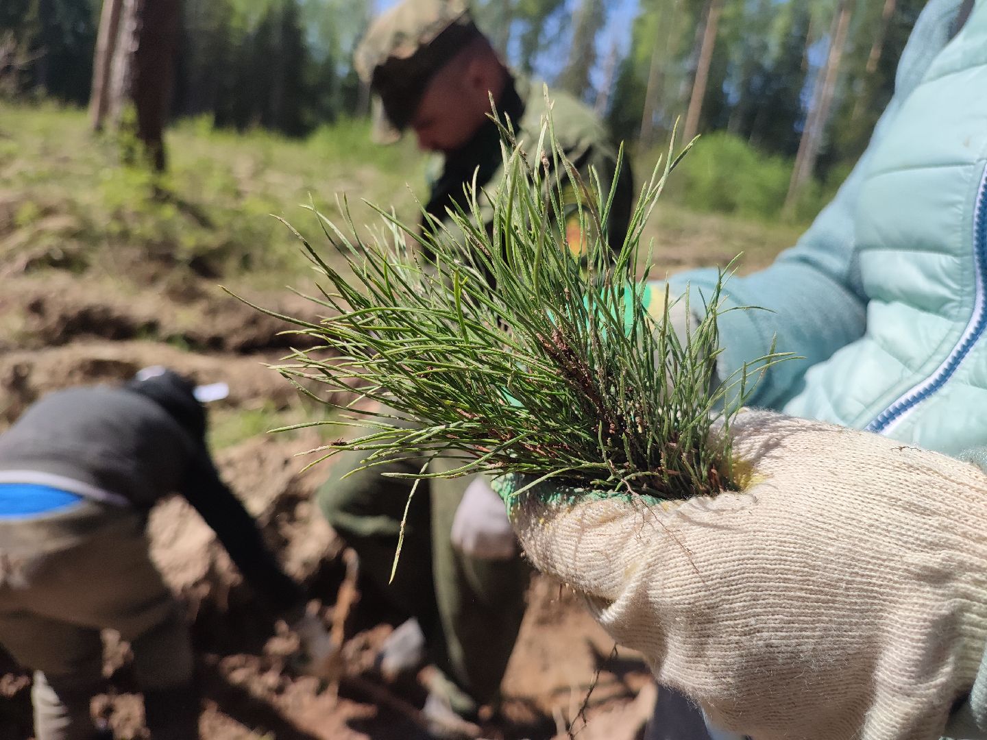 Егорьевск, наш лес, акция, посади дерево