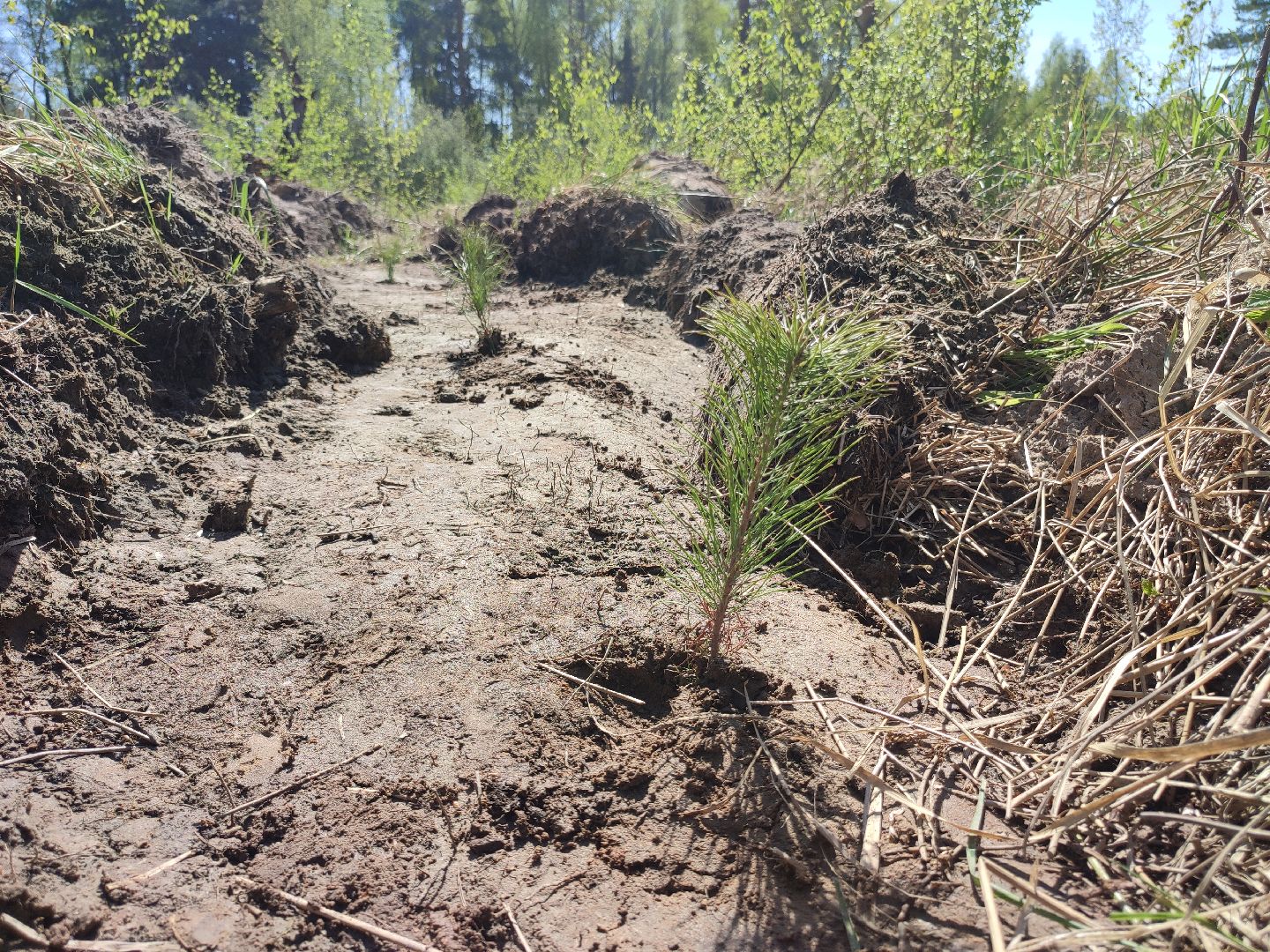 Егорьевск, наш лес, акция, посади дерево