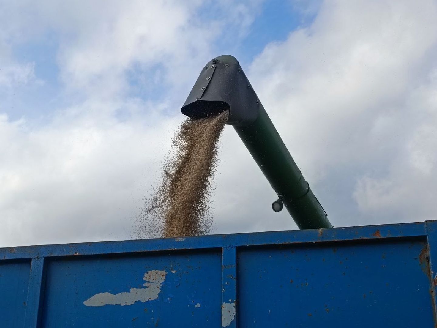 Можайск, Можайский городской округ, Подмосковье, сбор урожая, зерно, пшеница, овёс, рожь, аграрий, сельское хозяйство, агроном