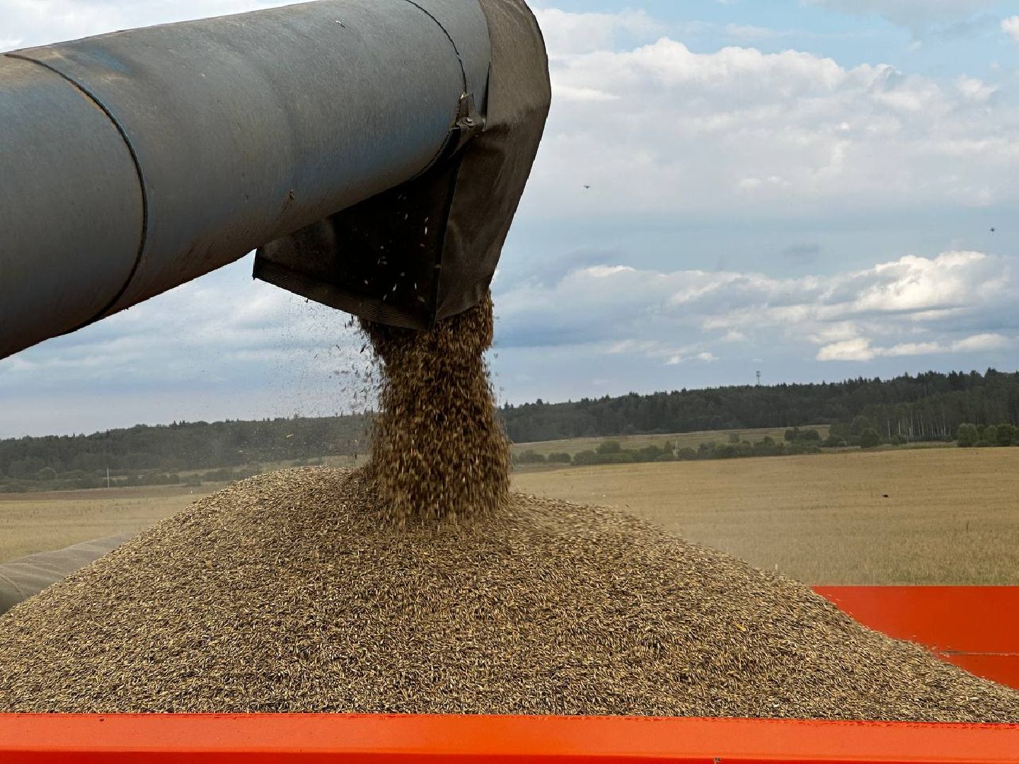 Можайск, Можайский городской округ, Подмосковье, сбор урожая, зерно, пшеница, овёс, рожь, аграрий, сельское хозяйство, агроном