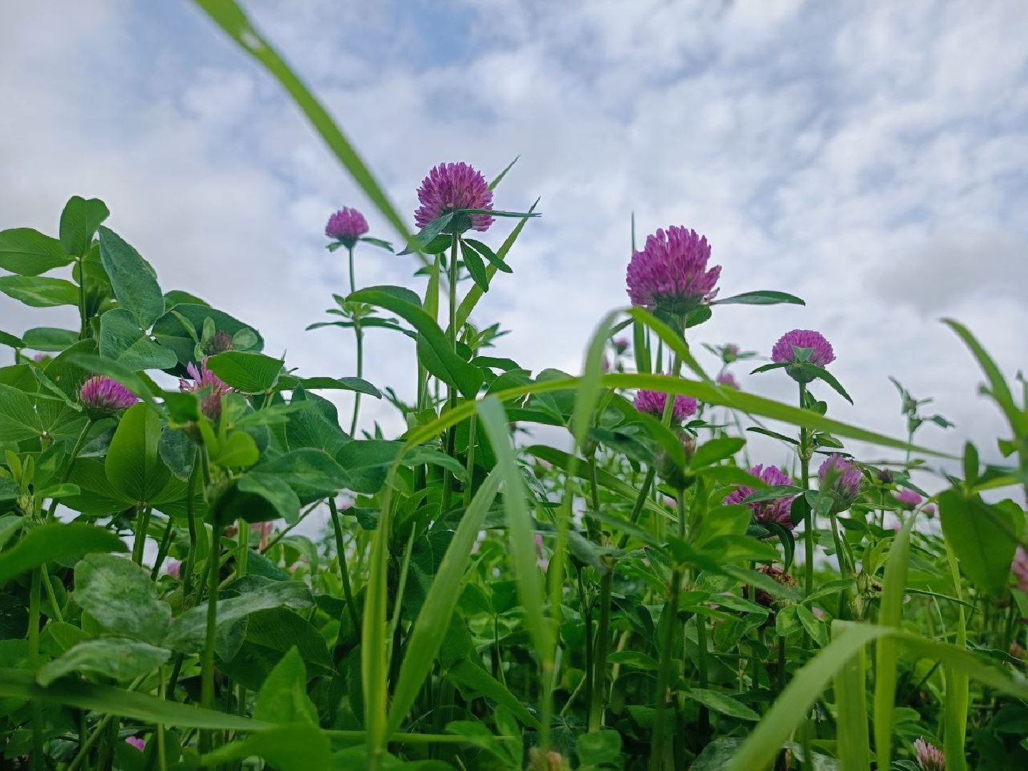 Можайск, Можайский городской округ, Подмосковье, сбор урожая, зерно, пшеница, овёс, рожь, аграрий, сельское хозяйство, агроном