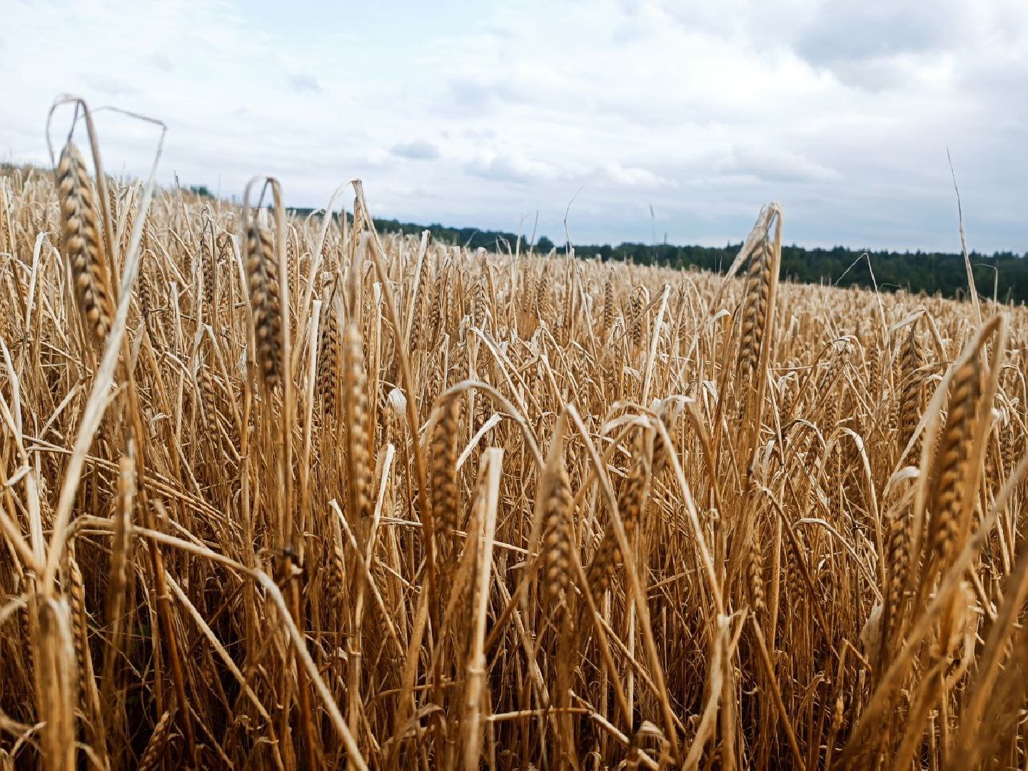Можайск, Можайский городской округ, Подмосковье, сбор урожая, зерно, пшеница, овёс, рожь, аграрий, сельское хозяйство, агроном