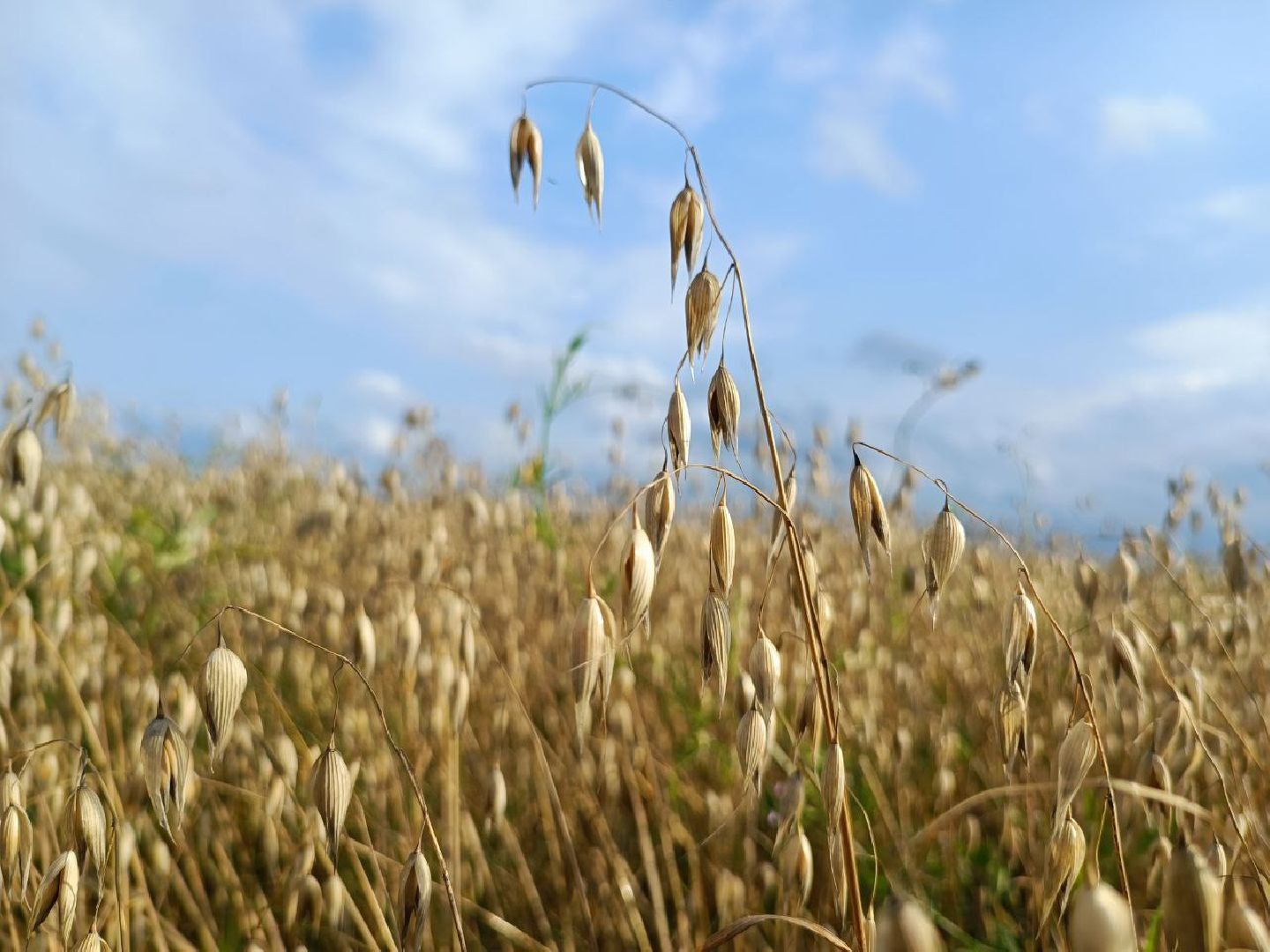 Можайск, Можайский городской округ, Подмосковье, сбор урожая, зерно, пшеница, овёс, рожь, аграрий, сельское хозяйство, агроном
