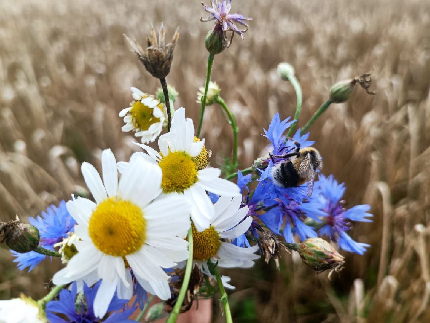 Можайск, Можайский городской округ, Подмосковье, сбор урожая, зерно, пшеница, овёс, рожь, аграрий, сельское хозяйство, агроном