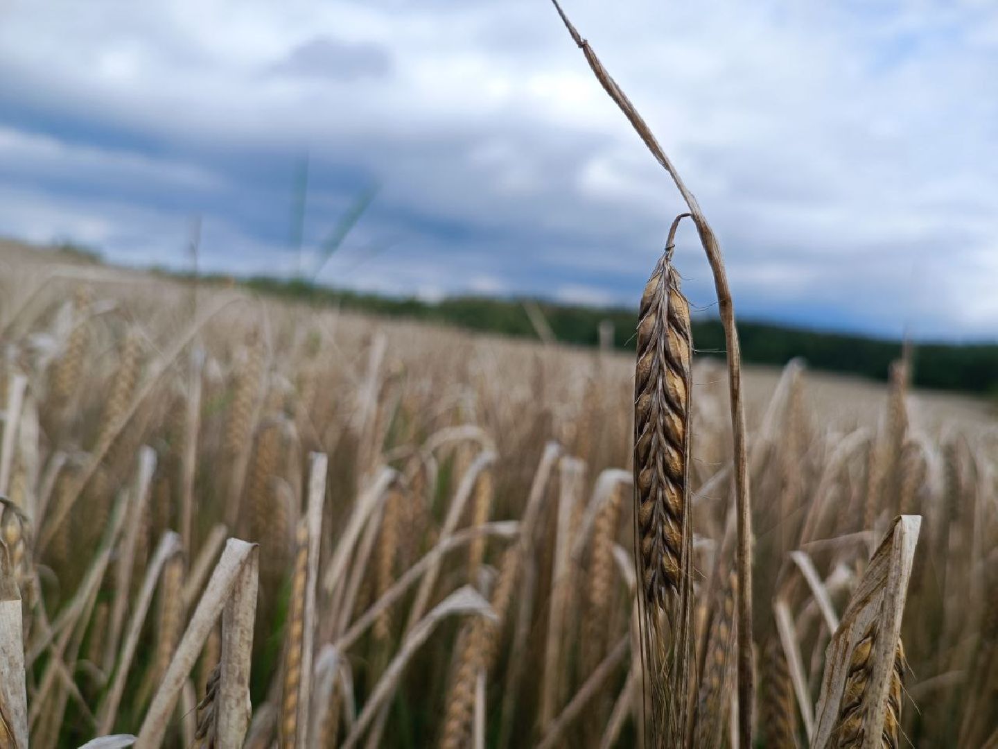 Можайск, Можайский городской округ, Подмосковье, сбор урожая, зерно, пшеница, овёс, рожь, аграрий, сельское хозяйство, агроном