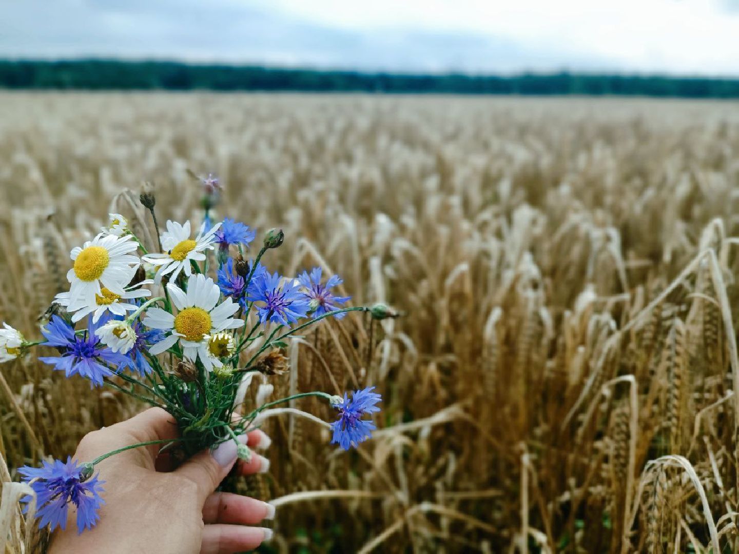 Можайск, Можайский городской округ, Подмосковье, сбор урожая, зерно, пшеница, овёс, рожь, аграрий, сельское хозяйство, агроном