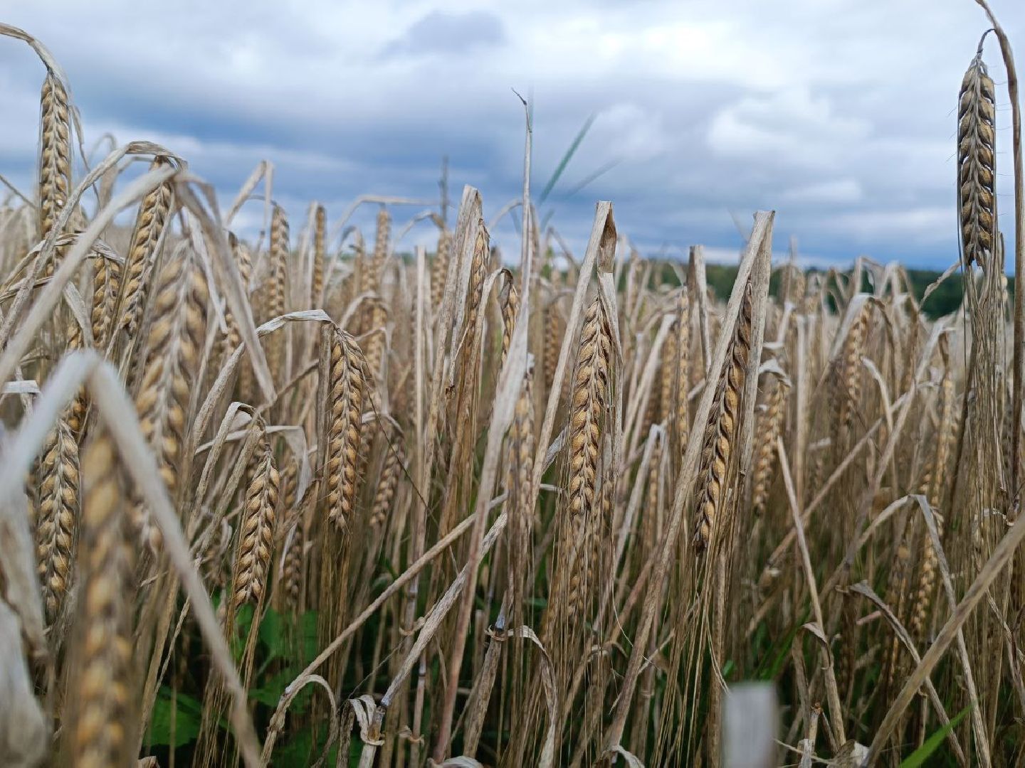 Можайск, Можайский городской округ, Подмосковье, сбор урожая, зерно, пшеница, овёс, рожь, аграрий, сельское хозяйство, агроном