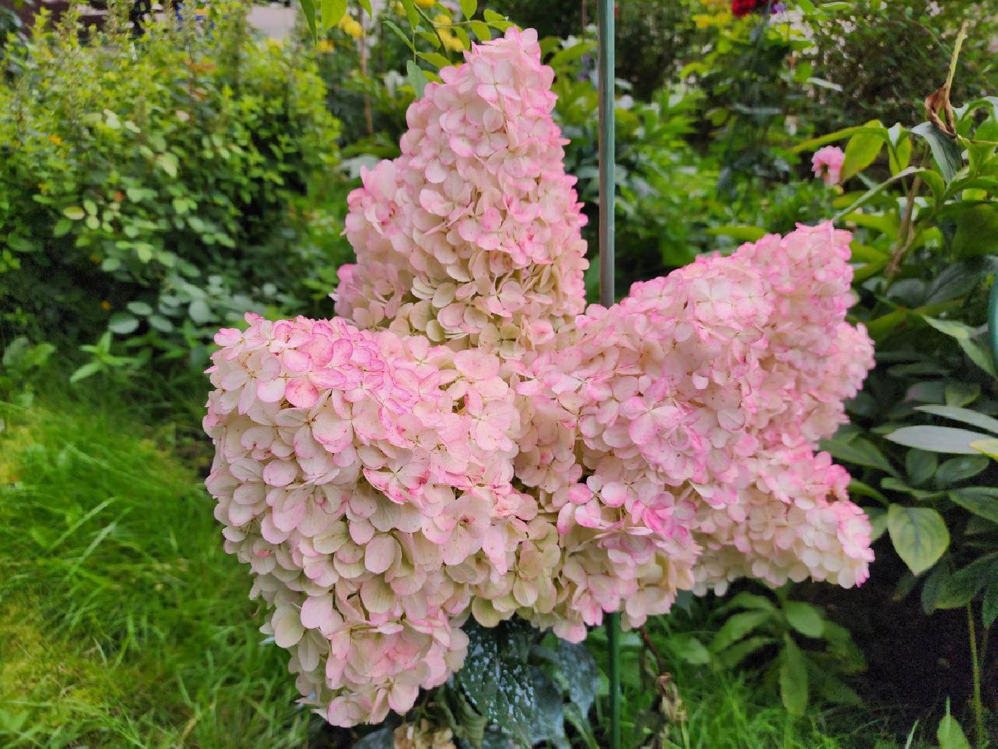 цветы, 1 сентября, День знаний, Лосино-Петровский